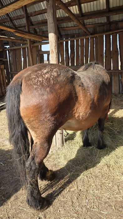 Iapă gestantă in 10 luni