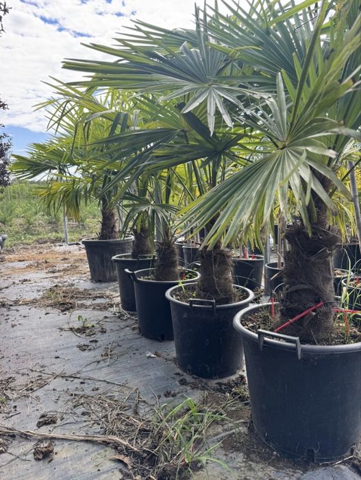 Palmieri cycas, tuia leilandi
