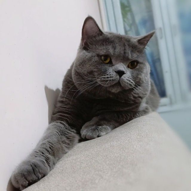 Вязка! Угил скоттиш страйт .