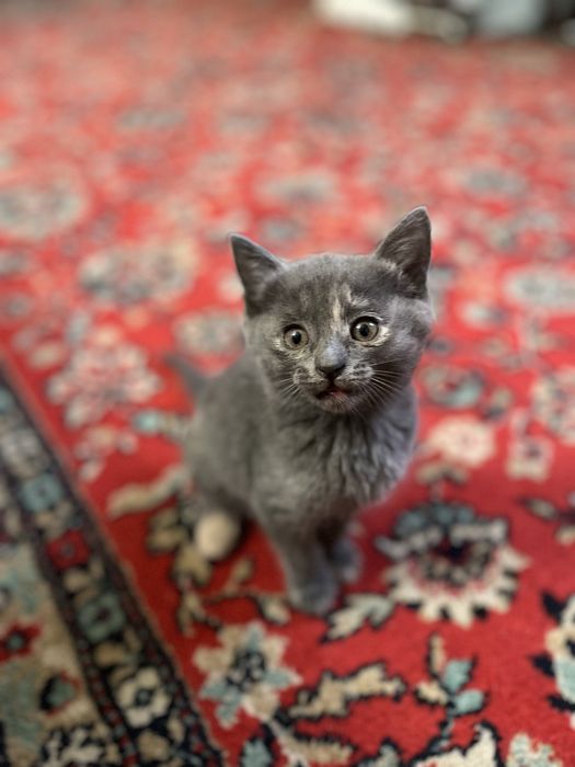 Бесплатноо котята