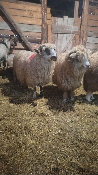 Oi tinere  de vânzare