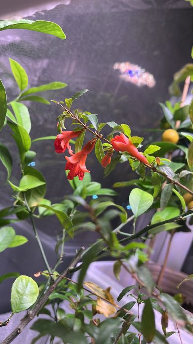 Гранат комнатный мини