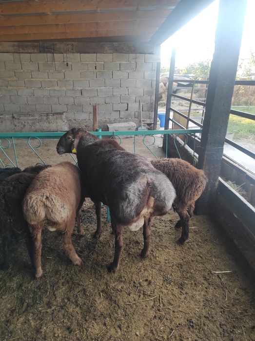 Қошқар 3жасар  тұқымдыққа