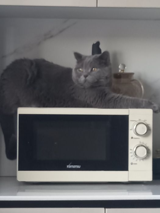 Британский кот в добрые руки