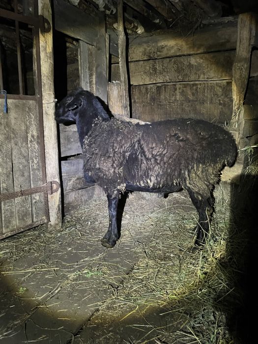 Баран производитель