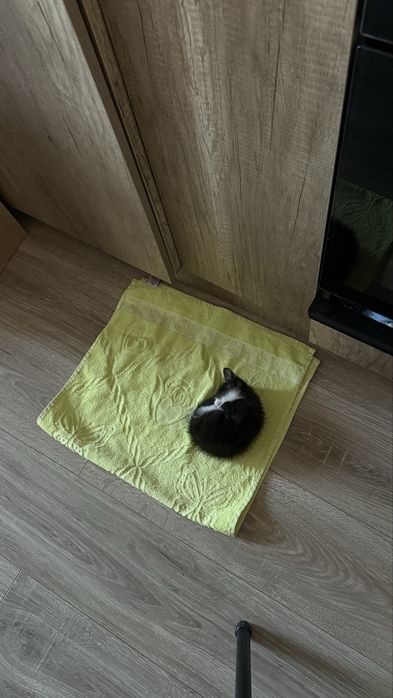 Котенок бесплатно