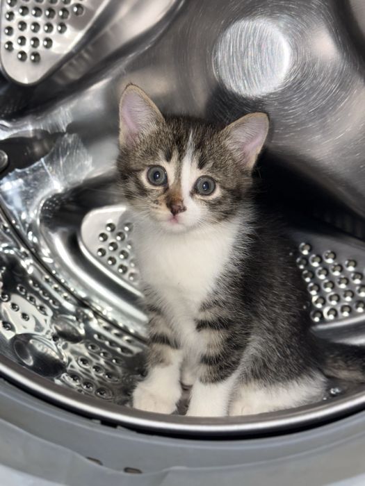 Отдам котят в добрые руки