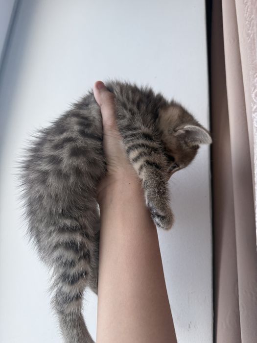 котята породестые