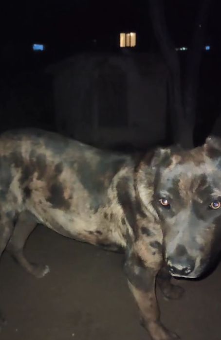 Вязка албанский питбуль