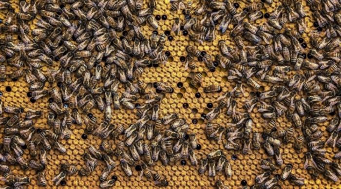 Asal ari oylasi sotiladi