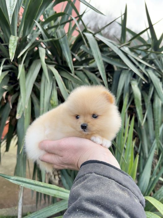 Померан мини момиче. Померанче