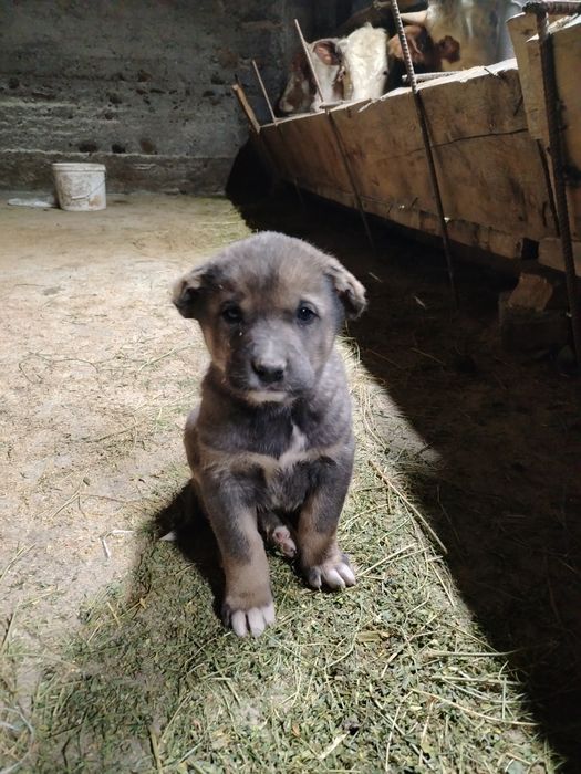 Продам щенка 1 мес