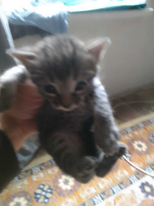 Отдам даром котят