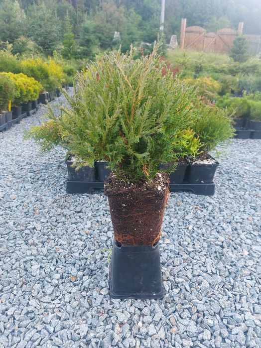 Mix 30 buc. puieti chiparos la ghiveci- diferite cultivaruri
