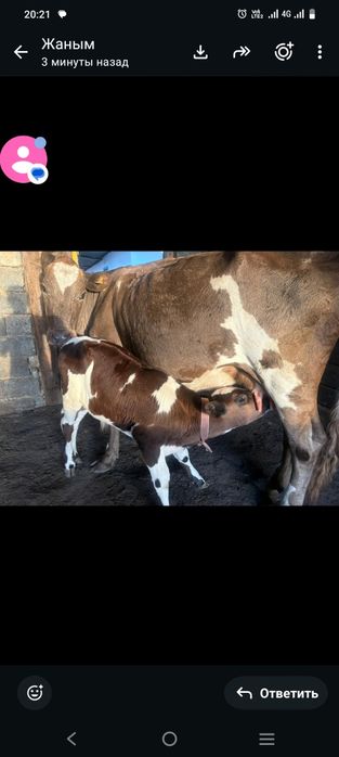 Продам Корова с телкой