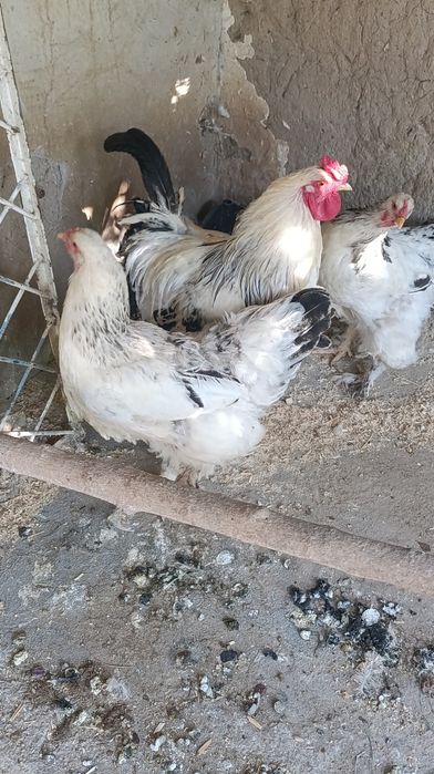 Brama tovuq xòroz