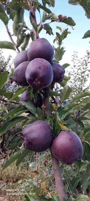 Mevali va manzarali kochatlar sotuvga tayor