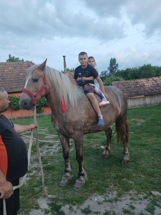 Vand manza de 4 ani