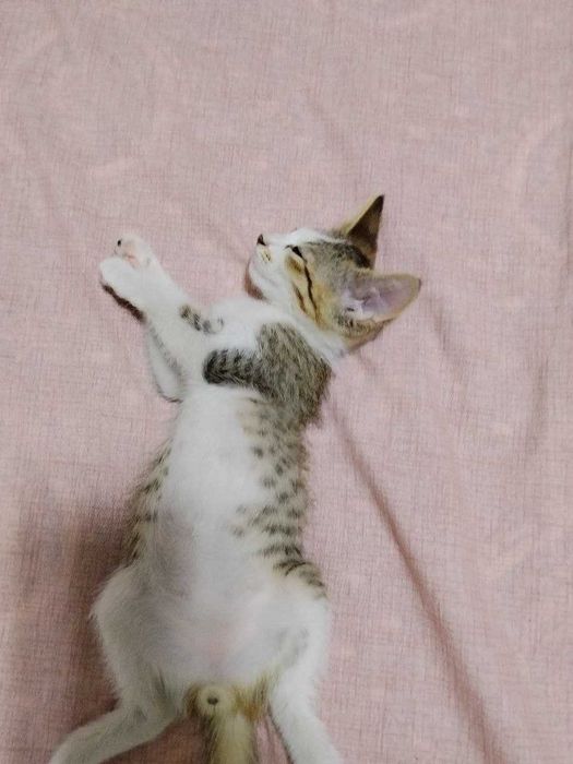 Отдам даром котенка