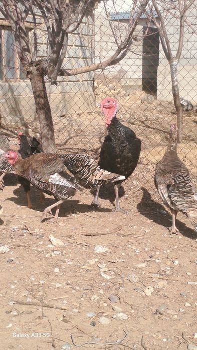 Үндіктер сатылады 5 мекен 1 қораз