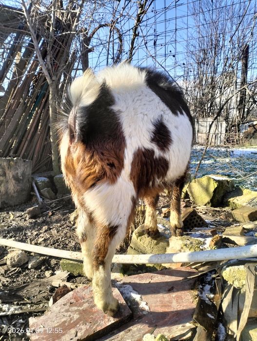 Vând țap Rasă: metis (Carpatină × Alpină / Anglo-Nubian)