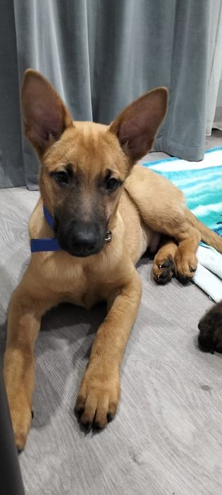 Малинуа. Тем, кому есть чем кормиить