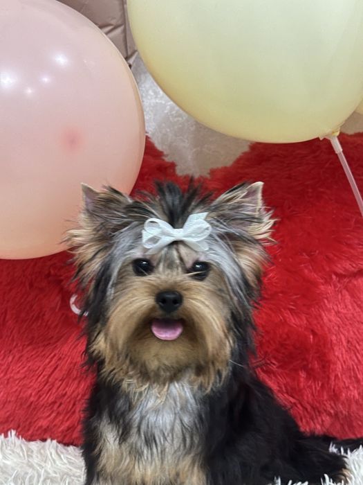 Супер малыш йоркширский терьер