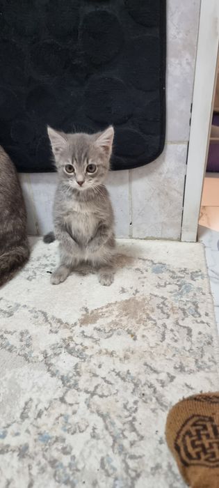 Котёнок 3 месяца