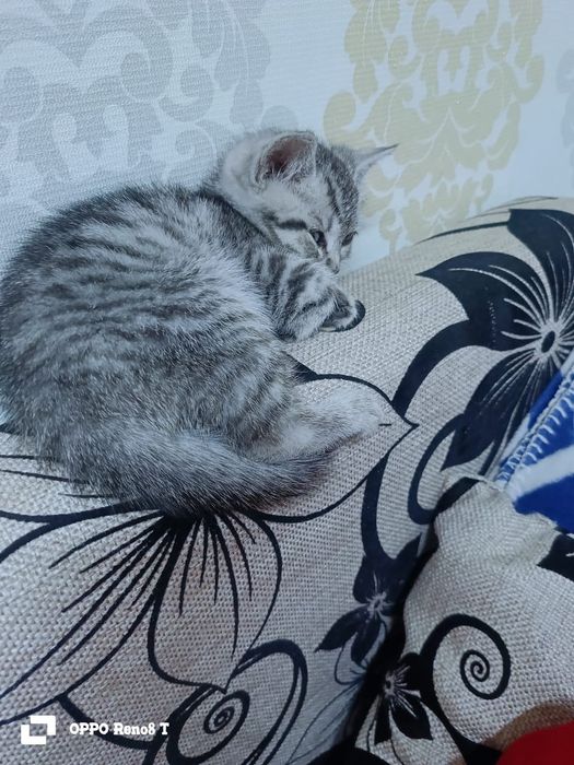 Срочно продам котёнка