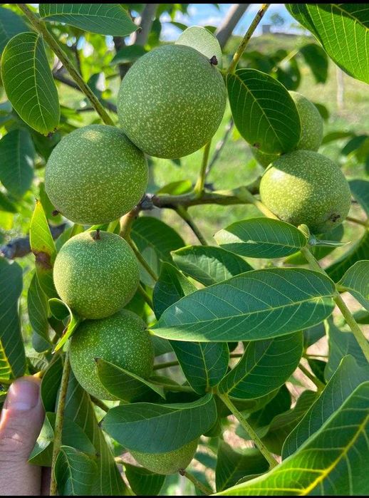 Livada nuci ecologic