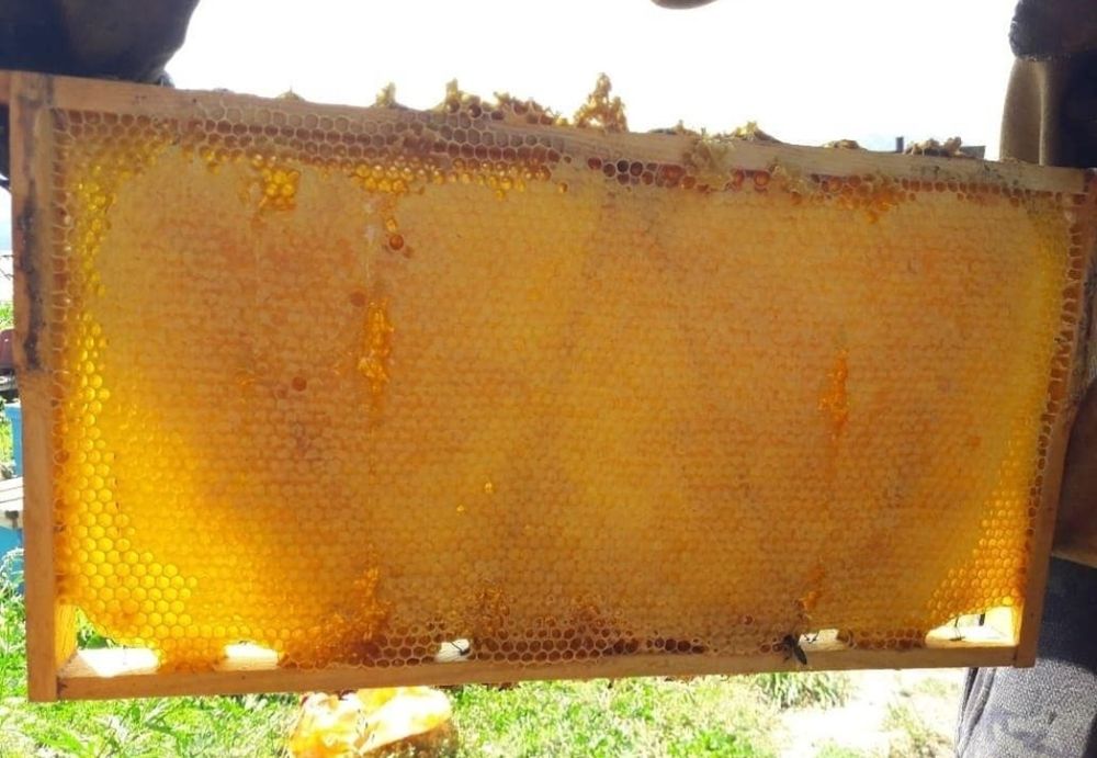 Продам мёд Катон-Карагайский