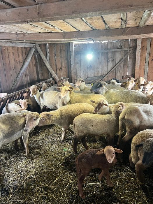 De vânzare 12 oi tinere cu miei