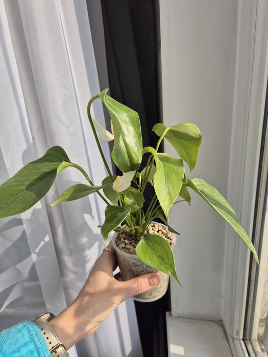 Антуриум Лили белый