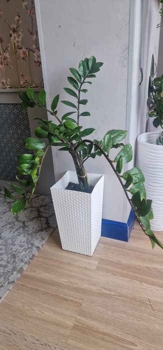 Цветы комнатные средние