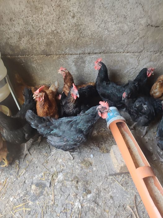 Găini ouătoare și Moravia