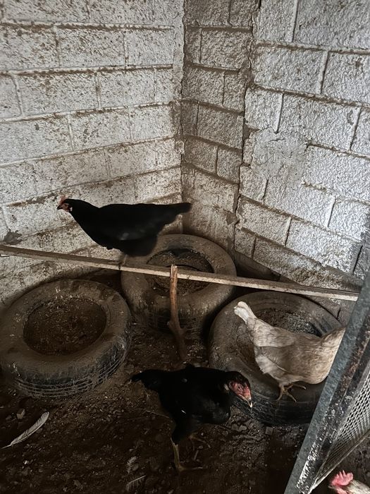 Samarqand damashniy tovuq