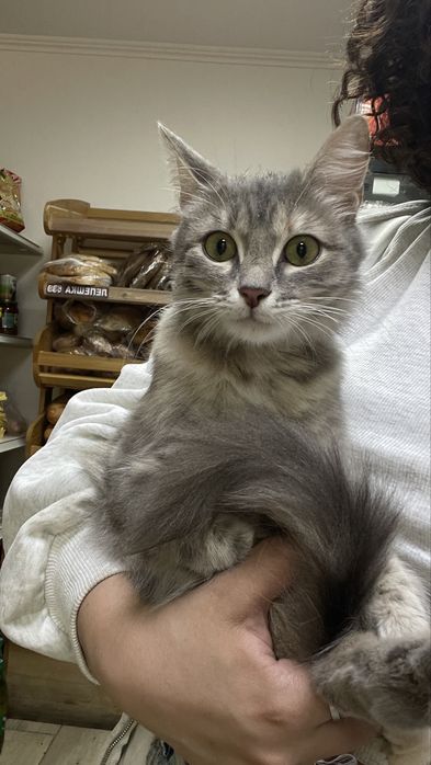 Кошка только  в добрые руки .