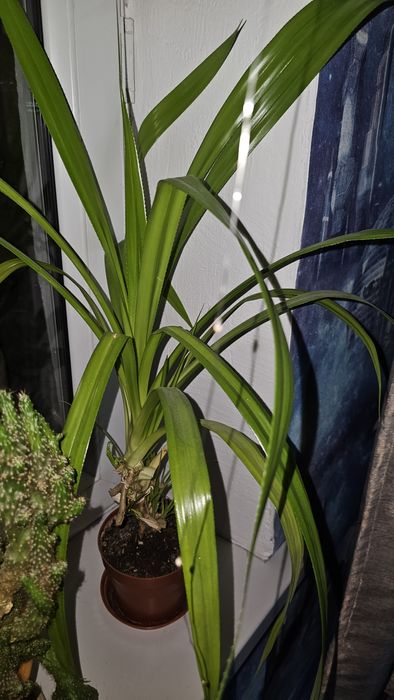 Продаются комнатные цветы