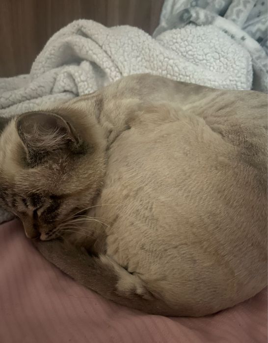 Отдам кота в добрые любящие руки