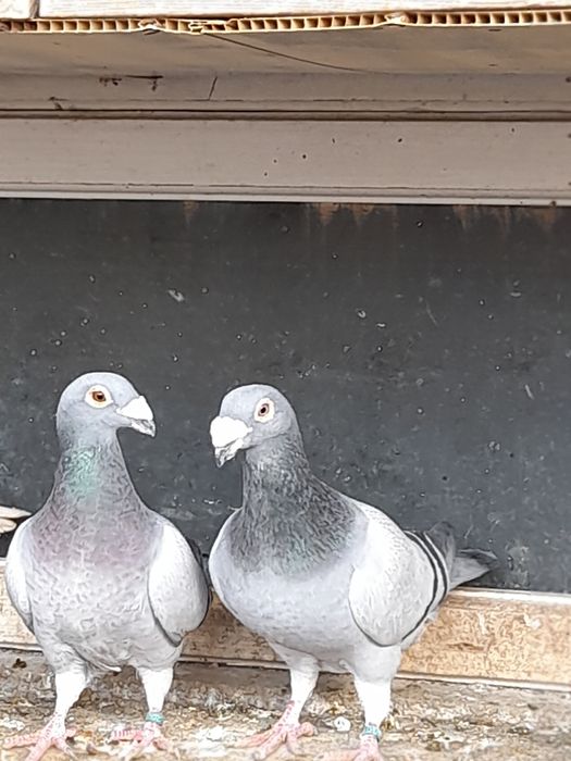 Porumbei stil vechi de galati