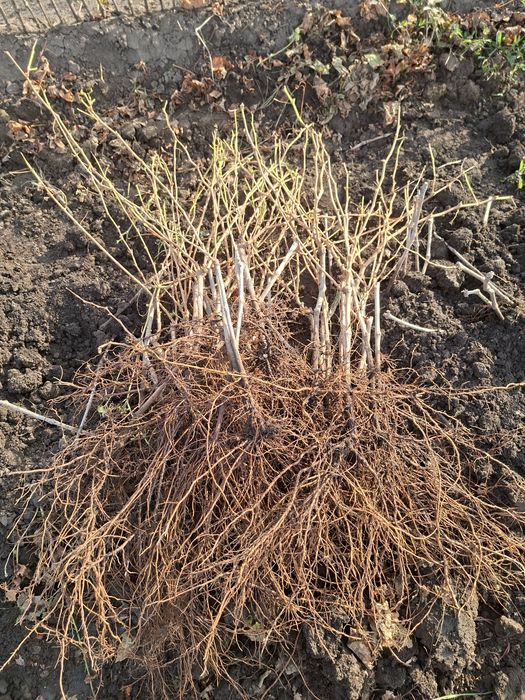 De vânzare Butași viță de vie altoită si hibridă anul 3 de vegetație