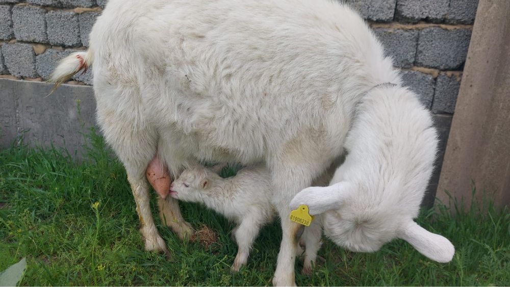 Орыс ешкі сатылады Сүтті