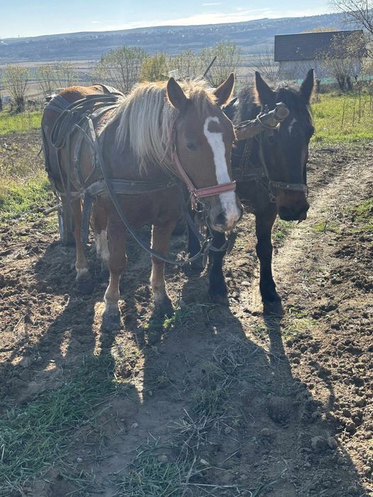 Schimb pereche de iepe