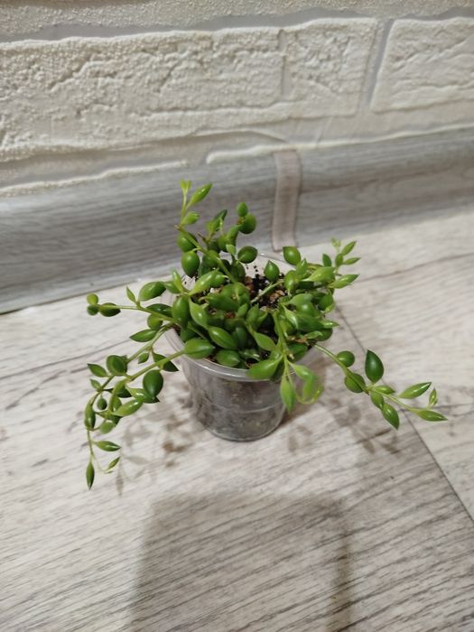 Продам суккуленты разных видов