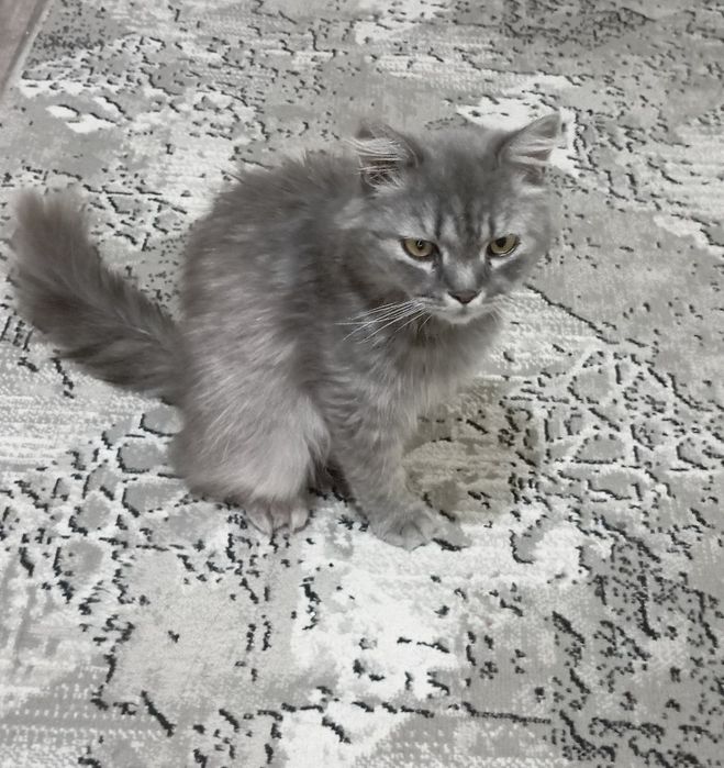 Британский длиношерстый кот