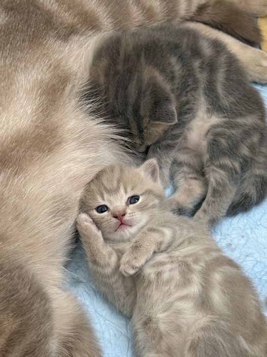 Котенок девочка чистая британка