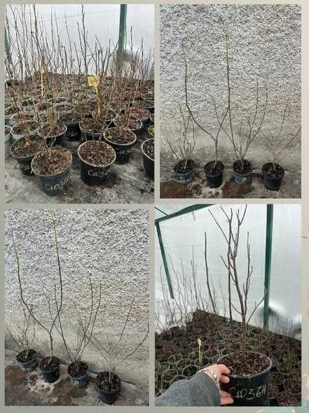 Магнолии/ Magnolia