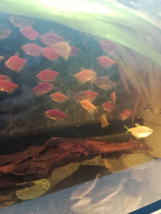 Тернеция гло фиш