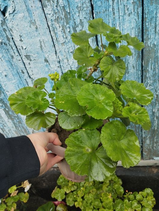 Герань домашняя цветная