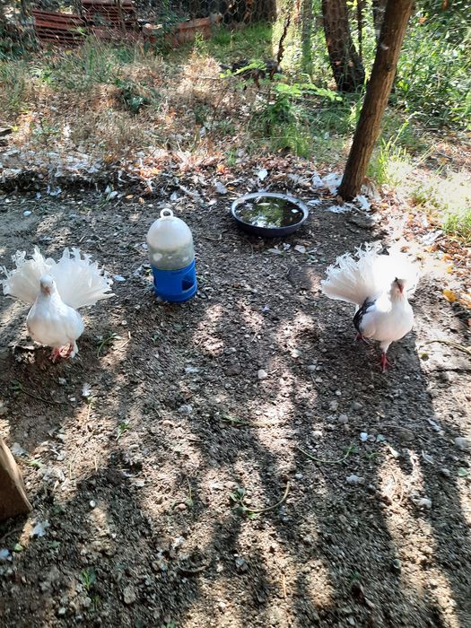 Porumbei voltați, indieni